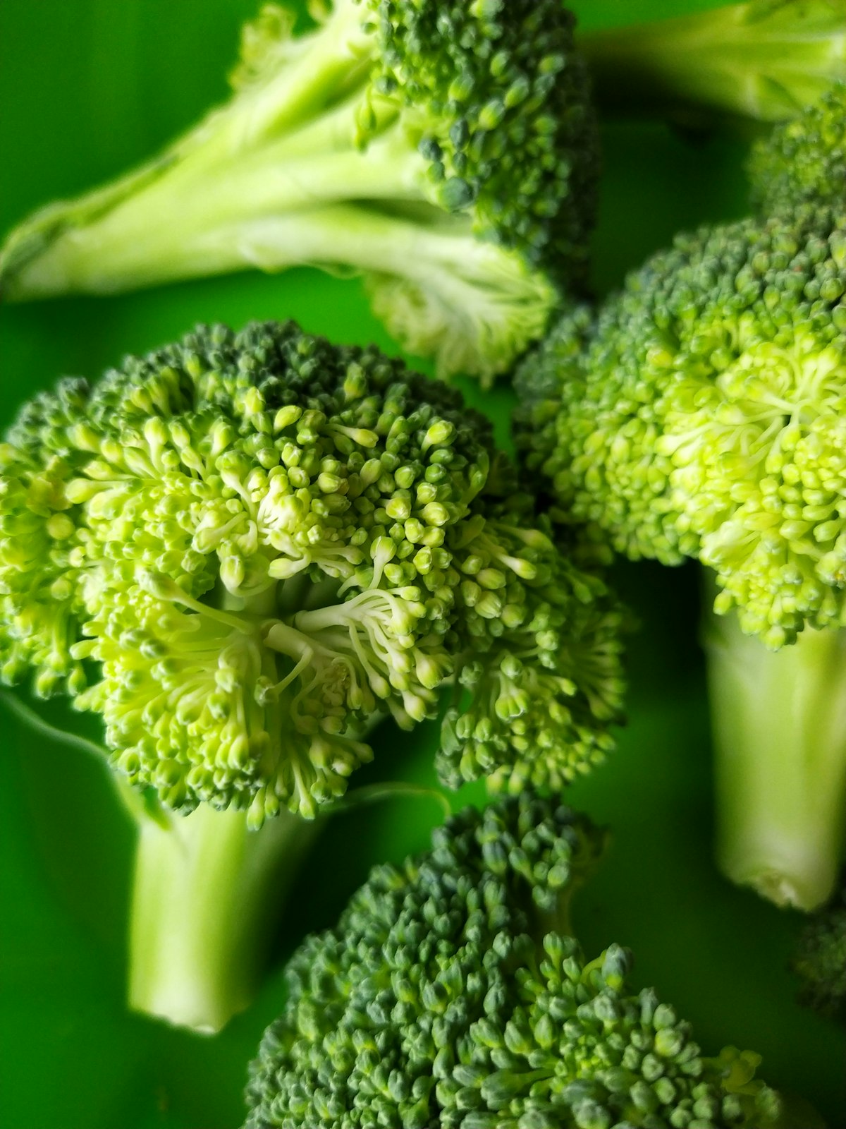 Broccoli — the most common dietary source of glucoraphanin, the sulforaphane precursor